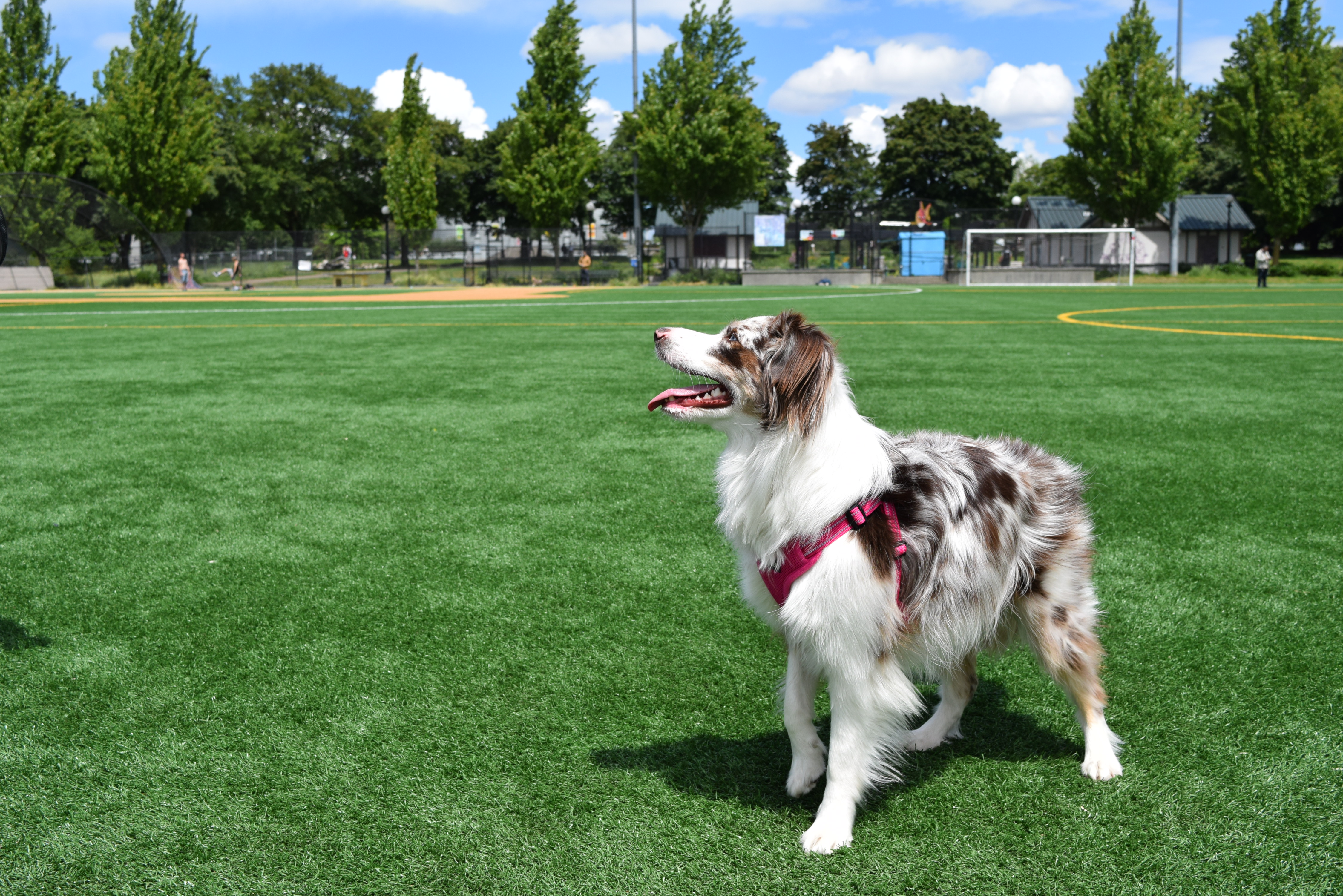Dog on the playfield in Cal Anderson Park Seattle.